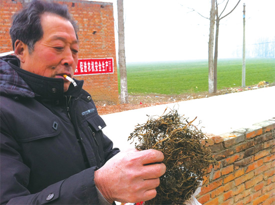 邢瑞亭向記者展示晾曬后的水芹菜，如今這種野菜也成為農(nóng)民餐桌上的香餑餑