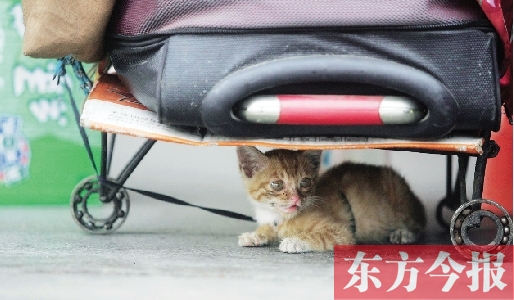 昨日，鄭州火車站廣場。一只小貓鉆到了行李下躲避烈日