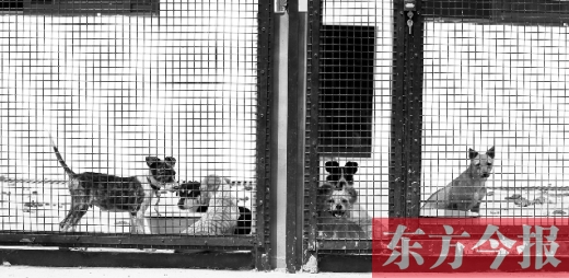 被主人遺棄的小狗暫時寄居在鄭州市犬只收容中心內(nèi)，如果沒有人來認領(lǐng)，他們將被處以安樂死