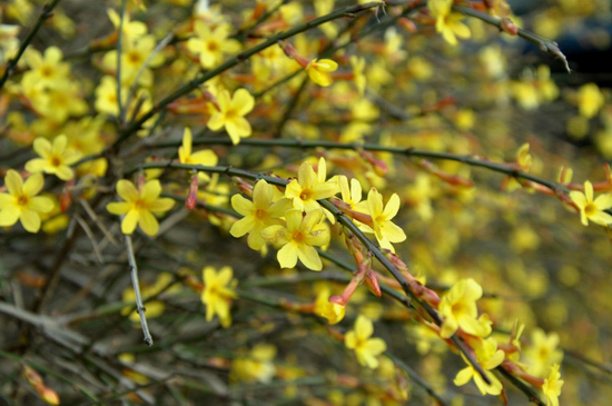 花都鄢陵：陽春三月 賞花正當時