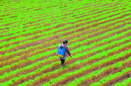 6月28日，內(nèi)黃縣東莊鎮(zhèn)馬固村農(nóng)民在花生地里噴施農(nóng)藥。