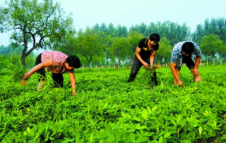 7月16日，內(nèi)黃縣后河鎮(zhèn)余莊村村民在花生地里除草。