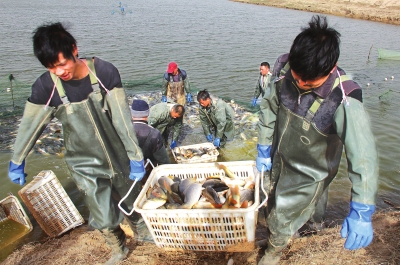 3月18日，漁民在溫縣黃河鯉魚生態(tài)養(yǎng)殖基地捕魚，近日，溫縣3000畝黃河鯉魚生態(tài)養(yǎng)殖基地的頭茬魚開始