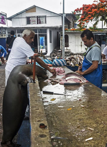 海獅變魚攤常客 排隊(duì)“購買”金槍魚