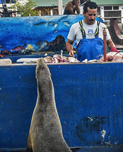 海獅變魚攤?？?排隊(duì)“購買”金槍魚