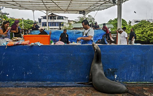 海獅變魚攤常客 排隊(duì)“購買”金槍魚