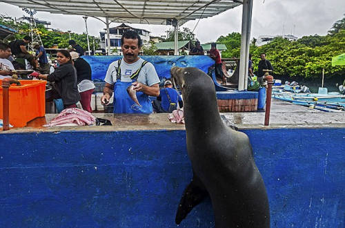 海獅變魚攤?？?排隊(duì)“購買”金槍魚