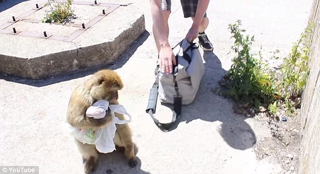 饑餓獼猴從游客背包里偷午餐