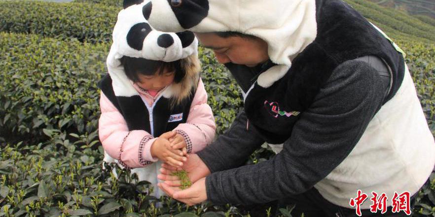 四川天價(jià)“熊貓茶”春茶三月首采