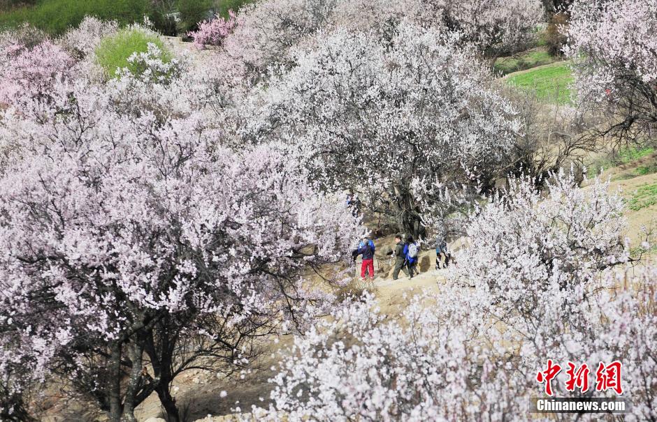 西藏林芝桃花盛放