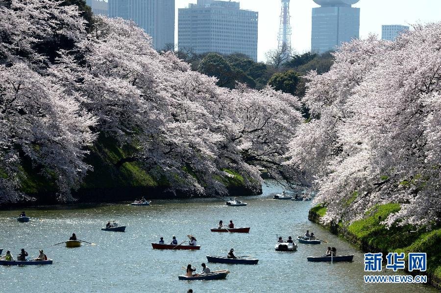 東京迎來賞櫻高峰