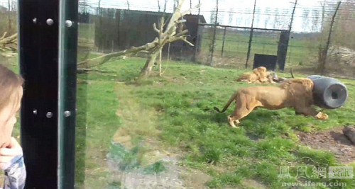 荷蘭動(dòng)物園一獅子頭被卡塑料桶