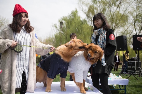 北京舉行寵物集體婚禮