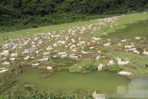 1萬余頭死豬浸泡水中