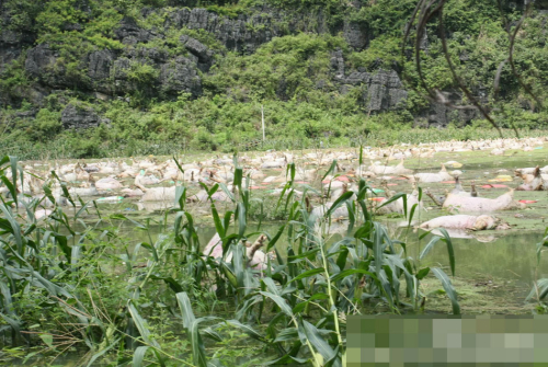 1萬余頭死豬浸泡水中