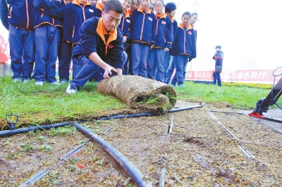 鋪設(shè)無土草坪