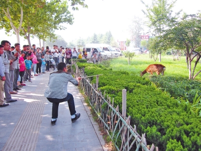 工作人員悄悄走近梅花鹿，準(zhǔn)備發(fā)射麻醉針。