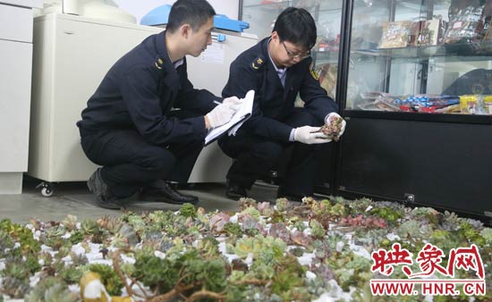 河南出入境檢驗檢疫局工作人員正在檢查截獲的多肉植物