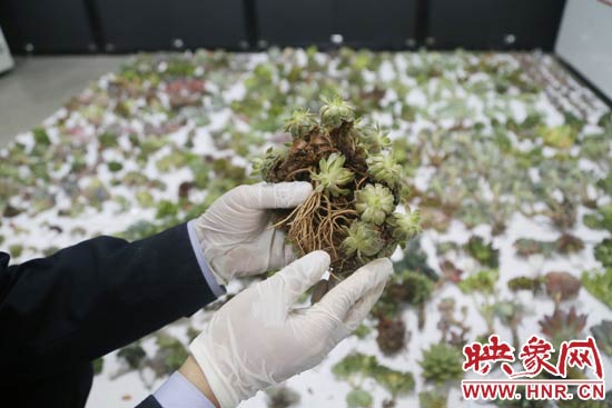 這些被截獲的多肉植物郵件面單上的品名大多申報為“禮物”、“衣服”等，屬于瞞報行為。