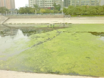 綠藻野蠻生長(zhǎng)，給東風(fēng)渠的水質(zhì)，帶來(lái)極大威脅。