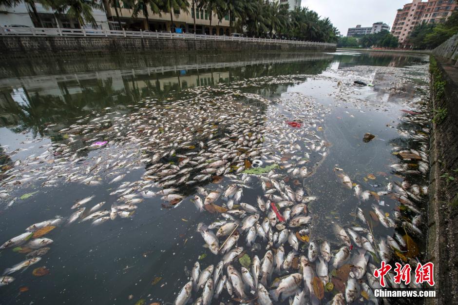 ?？诿郎岷蝇F(xiàn)大面積死魚(yú) 河面蔓延超一公里長(zhǎng)