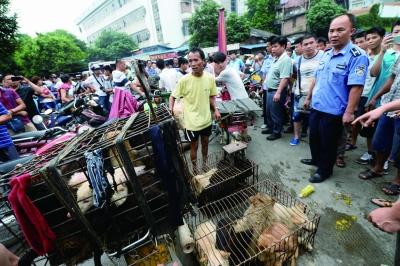 今天是廣西玉林狗肉節(jié)，市場上的攤販增加了數(shù)倍，城管也出動對市場上的占道行為進(jìn)行規(guī)范 記者 劉暢 攝