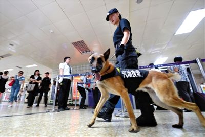 地鐵王府井站搜汽油警犬在安檢口巡邏。新京報(bào)記者 王貴彬 攝