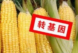 轉(zhuǎn)基因食品