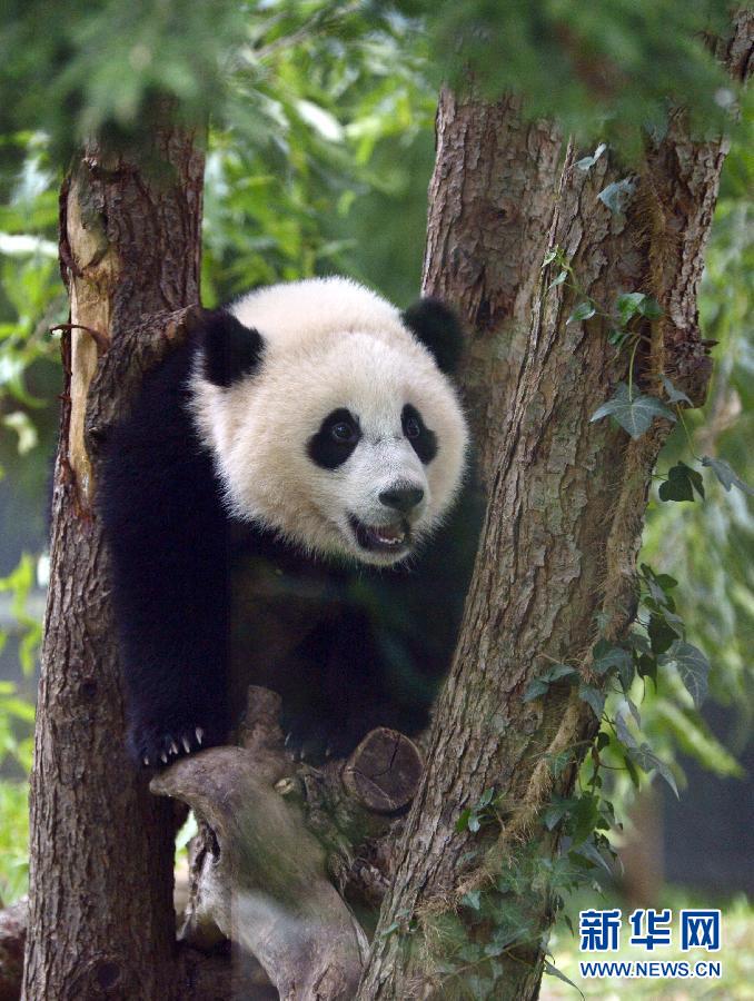 8月23日,大熊貓“寶寶”在美國(guó)華盛頓的國(guó)家動(dòng)物園玩耍