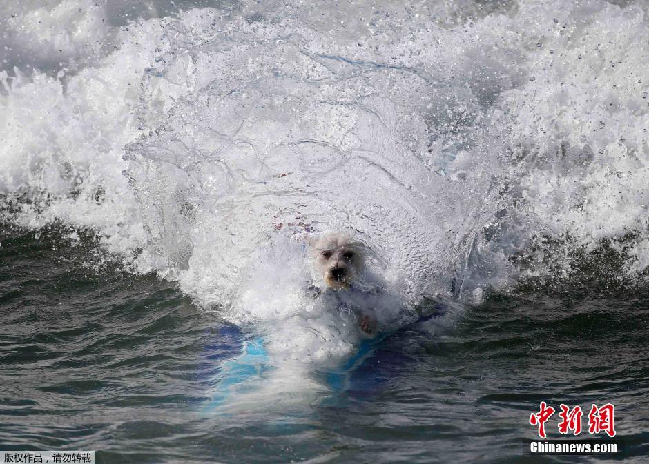 美國(guó)狗狗沖浪大賽 汪星人乘風(fēng)破浪帥氣十足