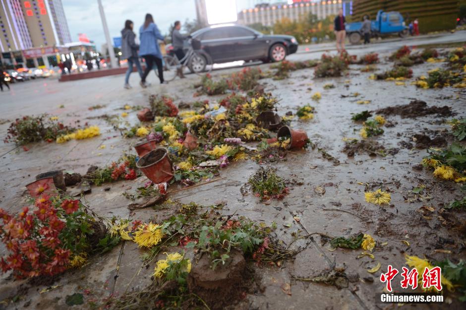 呼和浩特菊花展提前結(jié)束 數(shù)萬盆菊花被搬空