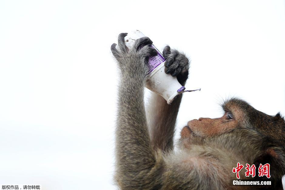 泰國慶祝猴子自助餐節(jié) 2噸美食犒賞饞嘴猴