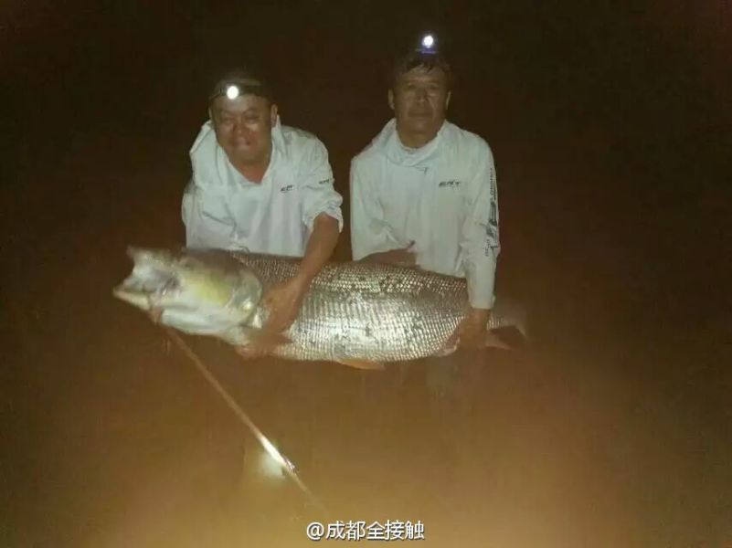 　圖為大魚(yú)需要兩個(gè)人抱起。