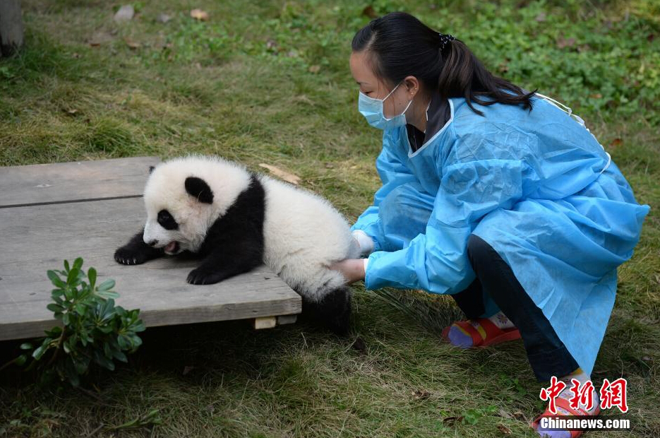 一名飼養(yǎng)員正幫助一只小大熊貓練習(xí)攀爬。