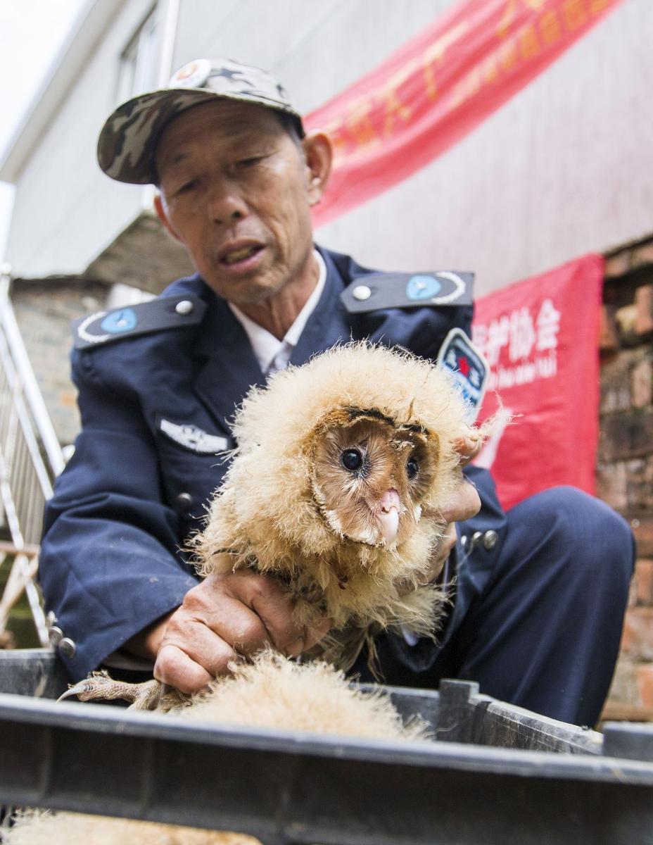 這5只雛鳥長得既像貓頭鷹，又像老鷹，危億玲和她丈夫便上網(wǎng)查詢，也沒查出來到底是什么動物。因為擔心這些雛鳥是保護動物，放在自己家里會養(yǎng)不好，危億玲便聯(lián)系上了都昌縣林業(yè)局野生動植物保護管理站。