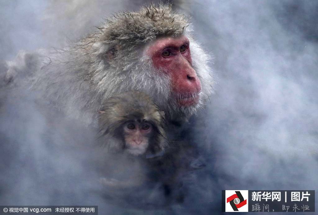 日本野生獼猴雪天泡溫泉悠然自得