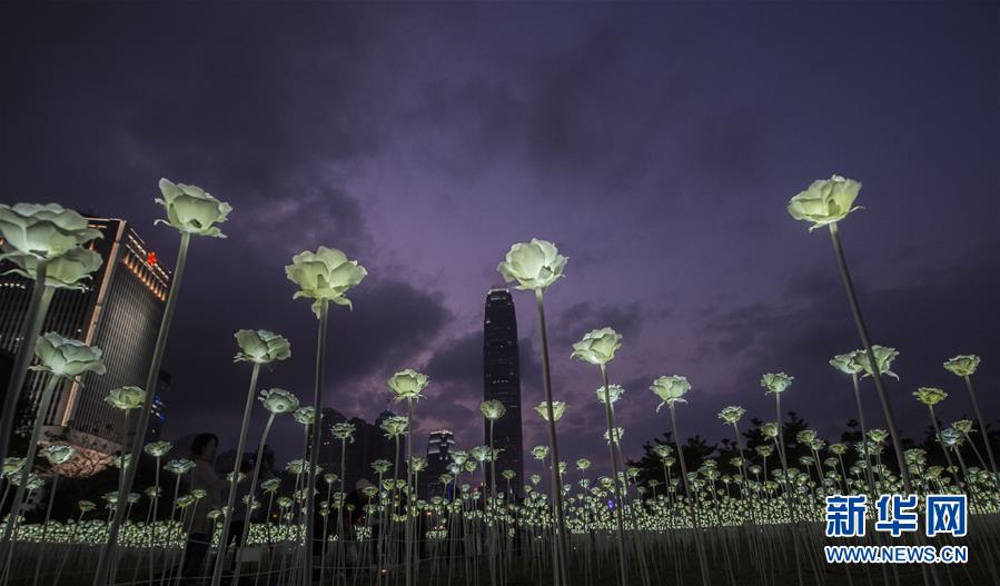 （晚報）（4）香港玫瑰燈海點亮維港