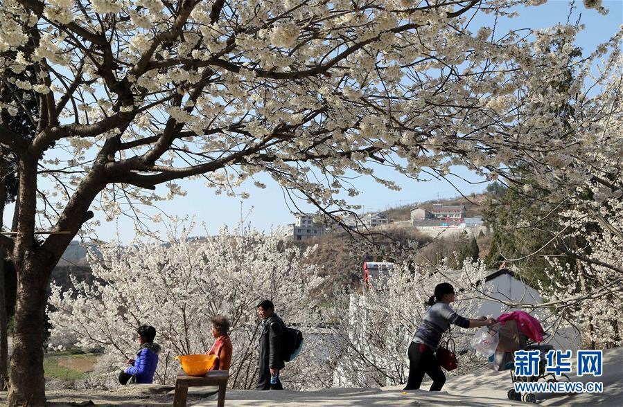 初春各地櫻花盛開(kāi) 引游客駐足觀賞