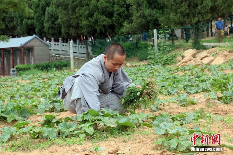 少林寺喜迎豐收季 僧眾農(nóng)場收麥忙