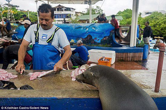 厄瓜多爾海獅成魚攤“常客” 排隊“買”金槍魚