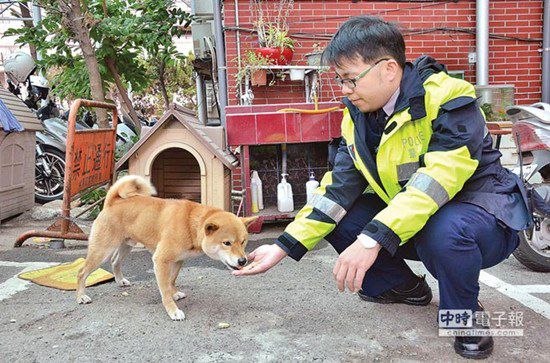 圖中這只柴犬生性好動，逢人就搖起臀部及尾巴