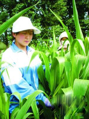 孫女考出好成績 花甲奶奶奔波籌學(xué)費