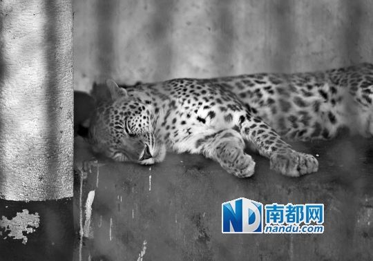 動物園給動物們喝涼茶吃冰西瓜避暑(圖)