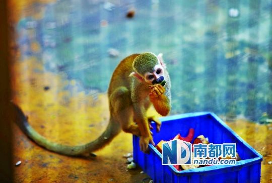 動物園給動物們喝涼茶吃冰西瓜避暑(圖)