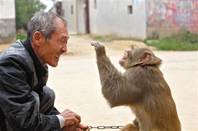 10月13日，新野縣鮑灣村耍猴人楊林貴蹲在家門口和自己的猴子玩耍。楊林貴，耍猴近三十年。