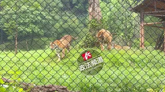 2女1男為逃票翻墻進動物園 落地時周圍站了7只虎