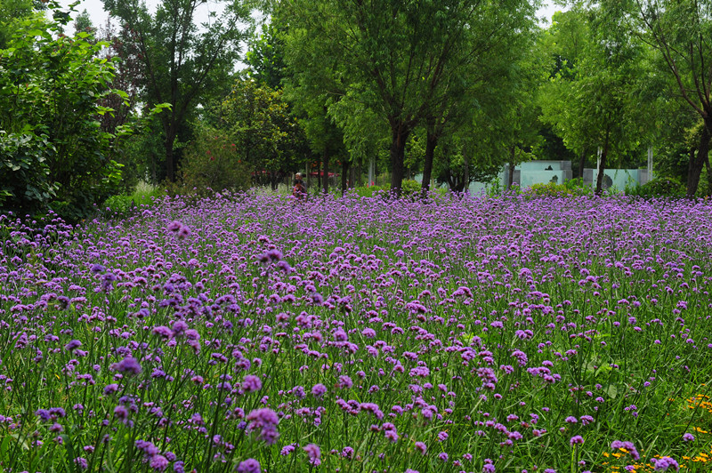 宿根花卉綻放 扮靚綠博園