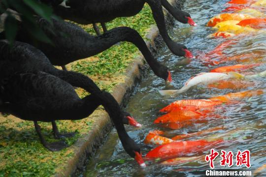 深圳動物園黑天鵝喂食錦鯉魚“日久生情”場面溫馨