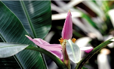 鄭州植物園溫室內(nèi)僅三株紫苞芭蕉