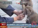 街頭耍猴遭刑拘 被指無證運輸珍貴野生動物